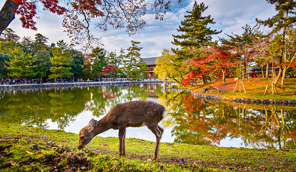 Công viên Nara Nhật Bản - Dulichdisanviet.vn