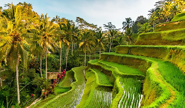 Ngôi làng Ubud ở Bali, Indonesia có gì hay? - Dulichdisanviet.vn