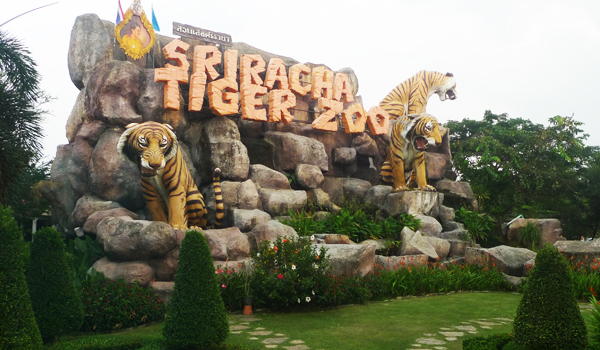 sirachar-tiger-zoo-trai-ho-thai-lan