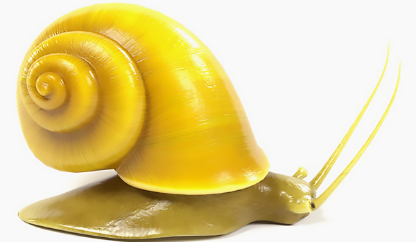 oc-sen-vang-golden-snail-indonesia