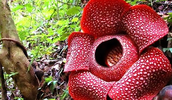 loai-hoa-quy-hiem-rafflesia-patma-vuon-bogor-indonesia