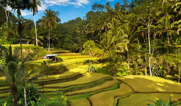 lang-thu-cong-my-nghe-mas-village-bali-indonesia