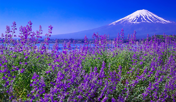 Núi Phú Sĩ Nhật Bản vẻ đẹp bốn mùa xuân, hè, thu, đông - Dulichdisanviet.vn
