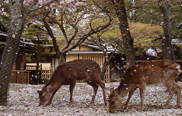 Cȏng viên Nara Nhật Bản - Dulichdisanviet.vn